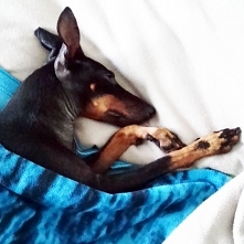 #sleepdog #dog #manchestert...