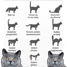 dużo informacji o kotach !