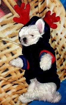 Gotowy na ŚWIĘTA razem z na...