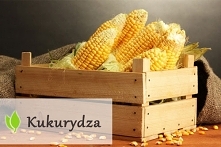 Kukurydza - właściwości odżywcze i zastosowanie