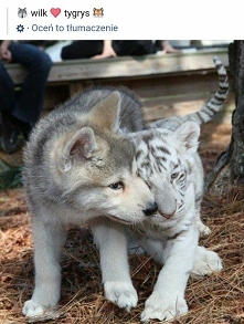 Miłość nie zna granic <3