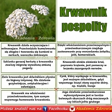 KRWAWNIK POSPOLITY – KORZYŚCI ZDROWOTNE
