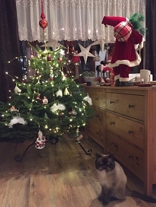 a to choinka Bazylka