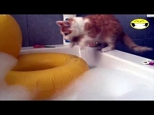 Jak nakłonić kota do kapieli?