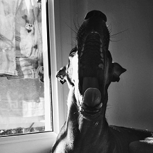 Dzieeeń dobry! My ropoczyna...