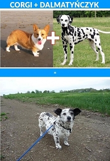 10 krzyżówek popularnych ra...