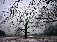 W Rogalinie możemy zobaczyć ponad 2 tysiące Dębów objętych ochroną. To znakomite miejsce do spacerów. Zapraszamy do przeczytania naszej relacji. Dowiecie się z niej dlaczego ksi...