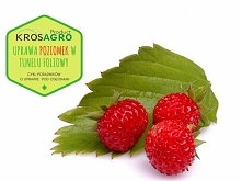 Tym razem w poradniku Kros...