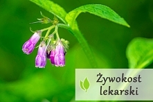 Żywokost lekarski - właściwości lecznicze