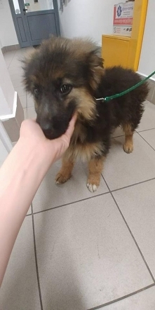 Sunia to na pewno mieszanka z owczarkiem niemieckim Bedzie sporym psiakiem Maluch jutro otrzyma ost dawke antybiotyku. Trzeba znalezc domek, dobry. Sunia ma zlamany ogonek. Trze...