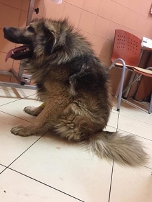 Kolejna interwencja i kolejny raz, kiedy błędnie myśleliśmy: "widzieliśmy juz wszystko". Oto Tyrion, pies - kaleka z syndromem tzw. krótkiego kręgosłupa, bez szyi, z w...