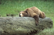 26 marca - Dzień Niedźwiedzia Grizzly