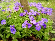 Żagwin ogrodowy (Aubrieta ×cultorum Bergmans), nazywany czasami obrecją ogrodową – mieszaniec powstały w wyniku skrzyżowania A. deltoidea z innymi gatunkami żagwinu. Stanowisko ...