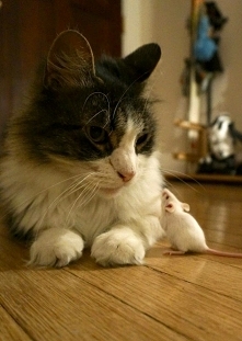 To jak zostaniemy przyjaciółmi?