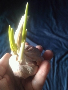 czosnek :) dać go do doniczki z ziemią, czy do wody - jak cebulę, która puszcza szczypior?