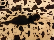 instrukcja obsługi kota na wesoło :D (klik)