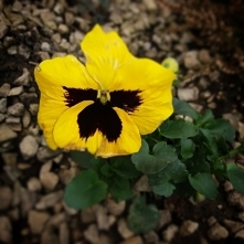 " Kiedy życie rzuca Ci kłody pod nogi, zacznij budować z nich schody. Zajdziesz wysoko. "
Remigiusz Mróz - "Inwigilacja"