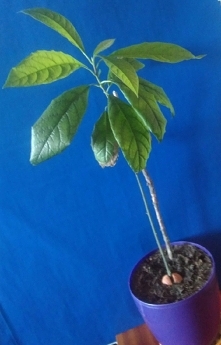 nowe listki urosły jak na drożdżach :)