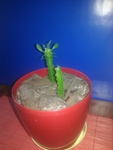 po kilku miesiącach w końcu widać, że małe wilczomlecze, ścięte z dorosłej rośliny się przyjęły i zaczynają rosnąć i wypuszczać listki :)