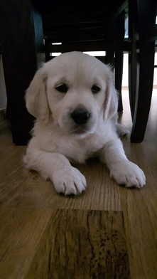 Moja Westa #GoldenRetriever ❤