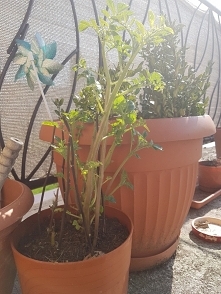 Tak się skończyła próba wyhodowania róży sadzonych w kartoflu. Wyrosły piękne ale ziemniaki :)