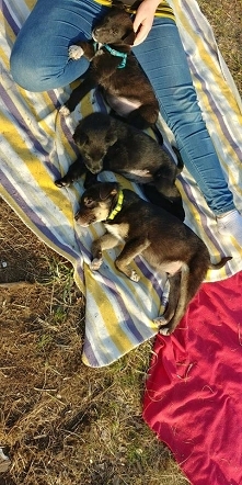 Nasze dzieciaki gotowe do adopcji, czekaja na swojego czlowieka... A tu cisza. Jedna czarna sunie i chlopcy - az trzech chlopakow... Moze ktos zakocha sie? Przygarnie maluszka i...