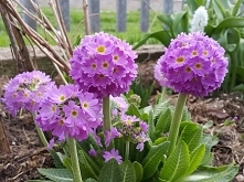 Pierwiosnek ząbkowany. Wych...