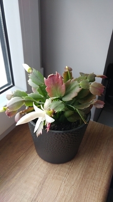 Kiedy twój grudnik ma coś z...