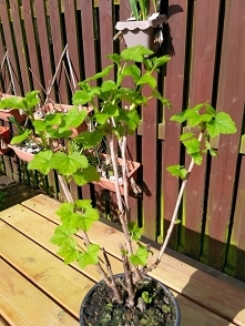 I agrest rowniez ;) w przyszlosci licze na owocki