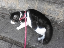 po kliknięciu w zdjęcie humorystyczny post pisany z punktu widzenia kota :)