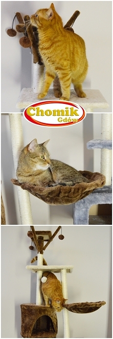 Drapaki i domki dla kotów w Chomiku!
