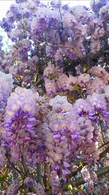 Uwielbiam wiosnę i ten zapa...