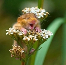 On jest szczęśliwy na wiosnę