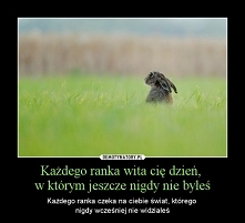 Ocena sytuacji albo pole marchewkowe i w tle kapusta czy zapach myśliwego i psy w oddali!