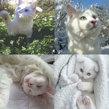 ( ^^)(　^ω^)nice ...