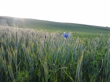 samotny pan Chaber z pszenicą