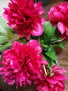 Przyszły do mnie z ogrodu.... piwonie.