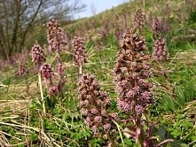 Kwiaty łopianu albo lepiężnika, nie wiem, dla nas to był łopian. Do dzisiaj nie wiem dlaczego w naszych dziecięcych zabawach służyły po spłaszczeniu jako śledzie :) a liście jak...