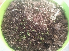 a tak wygląda maleńka mięta, po 5 dniach od wysiania :)