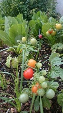 Pomidorki koktajlowe z nasion prentują się okazale,tuż za nimi sałata z małych sadzonek a za panną sałatą rośnie już długo i przekwita pan pietruszka,który karmi wróbelki swoimi...
