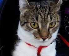 Kociaki słodziaki ;)