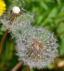 Mlecz był rośliną o wielu zastosowaniach. Robiło się gwizdki z łodyzki, wianki z kwiatów lub porostu zdmuchowało a liście zanosilo się królików. Tylko ręce i ubrania trudno docz...