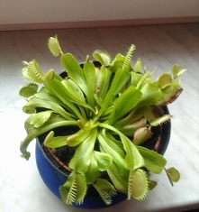 jak ją przesadzić, żeby nie uszkodzić? po zimie się bardzo rozrosła, korzenie jej dołem wychodzą.