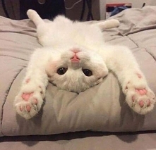 ( ^^)( ^^)<3<3so cute