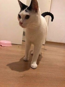 Stawiamy na Łapy

UWAGA KRAKÓW !!!
Dnia 8.06 wieczorem przy ulicy Konecznego zaginął kocurek. Jest biały z czarnymi uszami i ogonem. Nie posiada obroży, jest niewychodzący i boi...