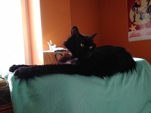 Kot z łapami jak szczudła!

@FurryFuria