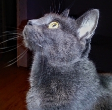 Przyłapana nocą...