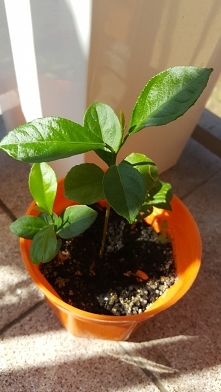 Cytrynki. Wyrosły z pestek :-)