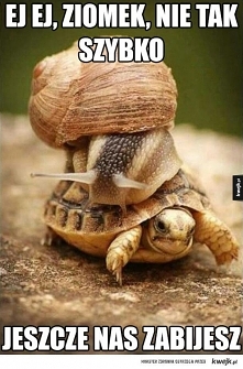 Śpieszyć się po woli ~~~