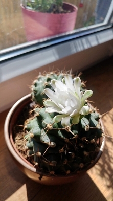 Kaktusiński zakwitł! Jakieś...